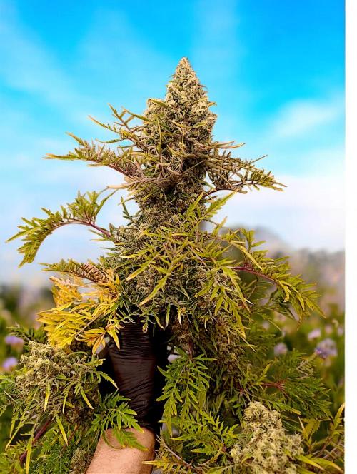 Mentha de Croco Fem Xpertnutrients. Week 15