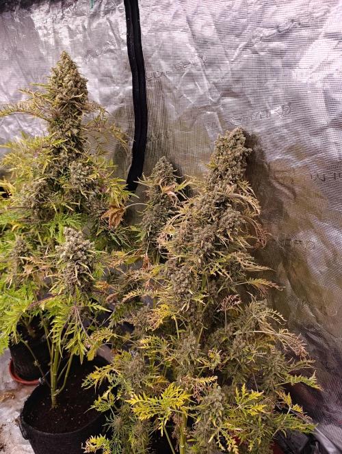 Mentha de Croco Fem Xpertnutrients. Week 16