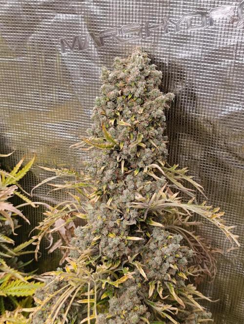 Mentha de Croco Fem Xpertnutrients. Week 16