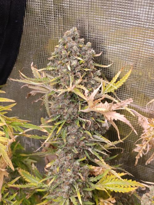 Mentha de Croco Fem Xpertnutrients. Week 16