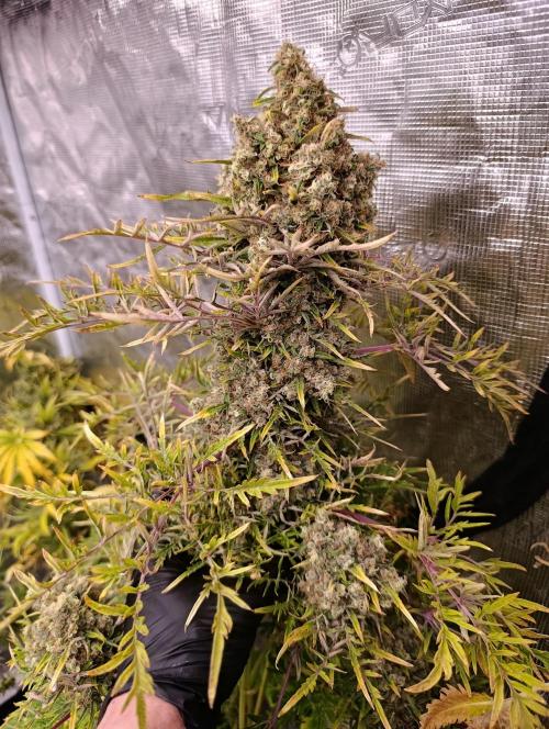 Mentha de Croco Fem Xpertnutrients. Week 16