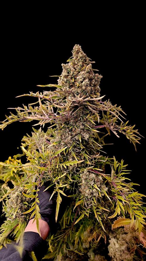 Mentha de Croco Fem Xpertnutrients. Week 16