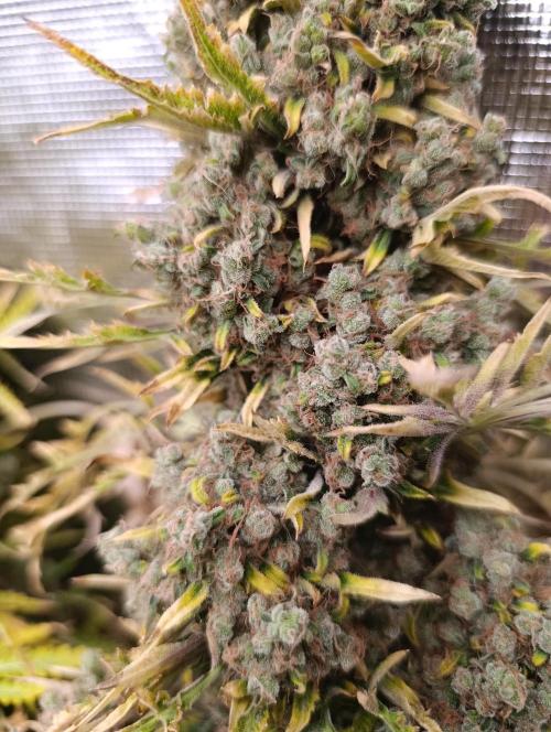 Mentha de Croco Fem Xpertnutrients. Week 16