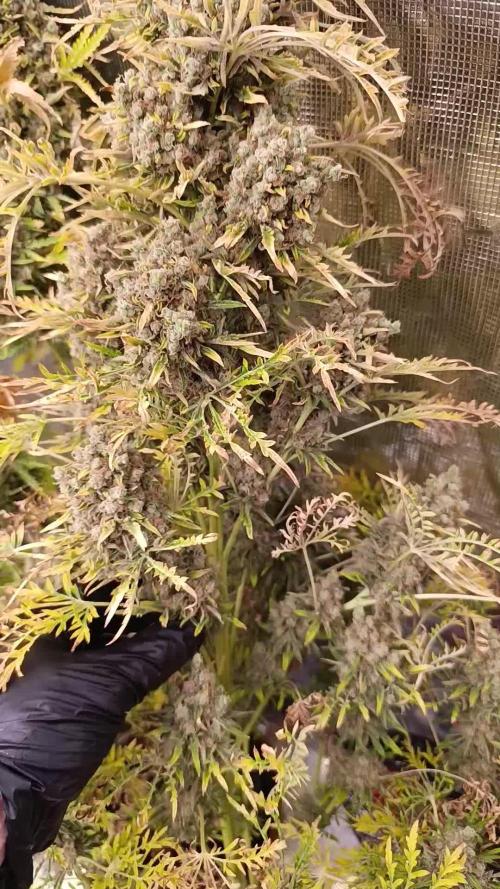 Mentha de Croco Fem Xpertnutrients