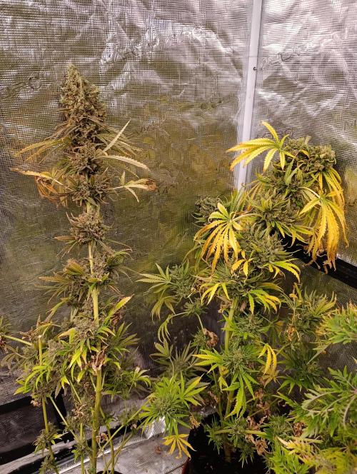 A5 Chaze x Marshydro. Week 16