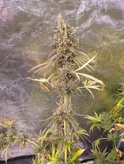 A5 Chaze x Marshydro. Week 16