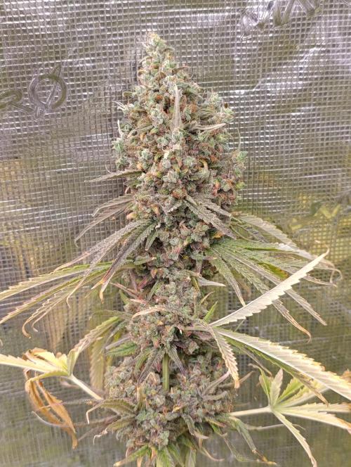 A5 Chaze x Marshydro. Week 16