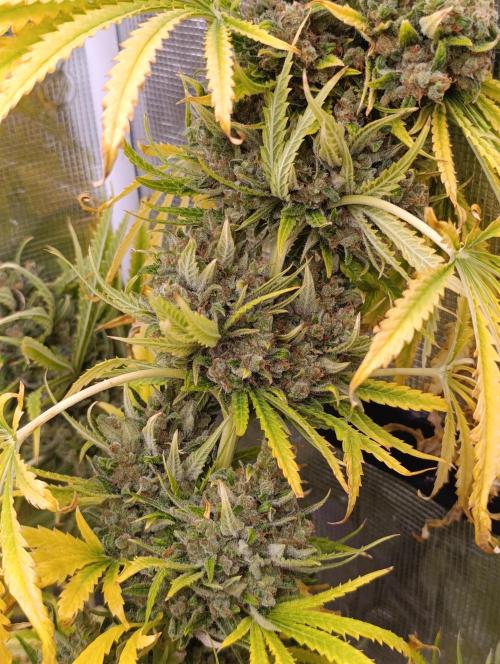 A5 Chaze x Marshydro. Week 16