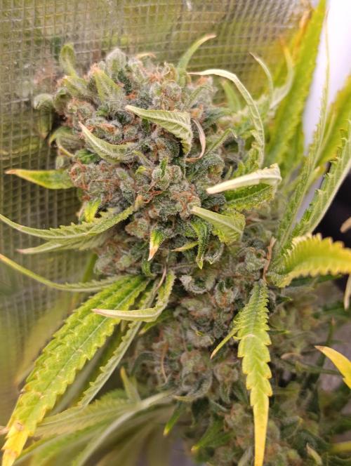 A5 Chaze x Marshydro. Week 16