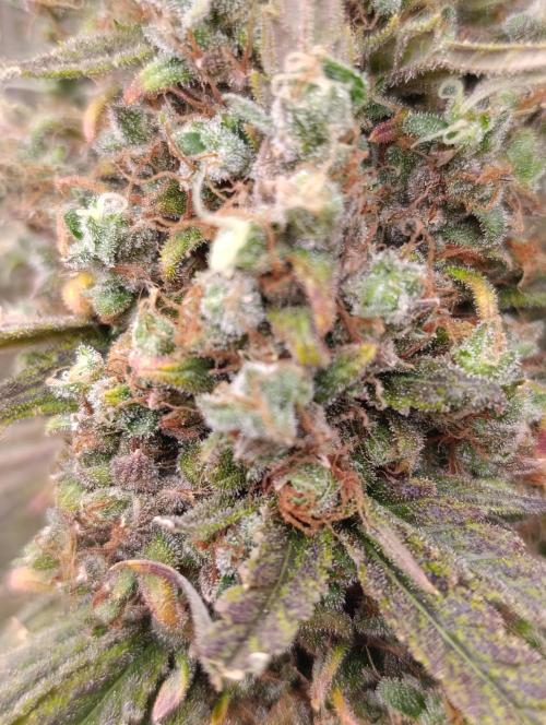 A5 Chaze x Marshydro. Week 16