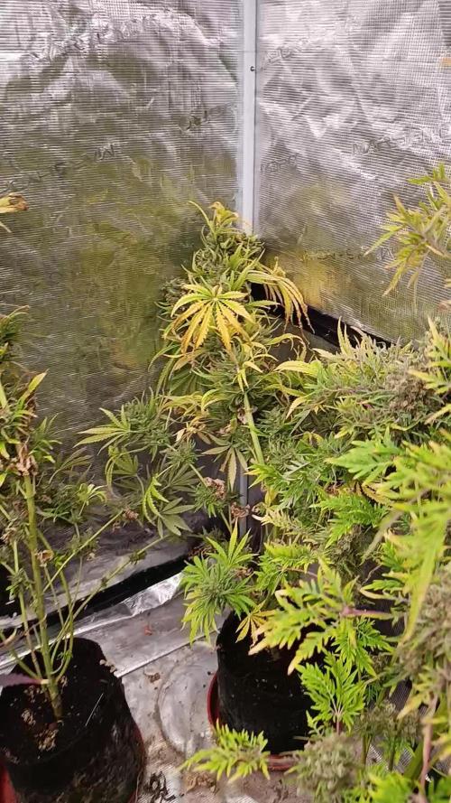 A5 Chaze x Marshydro