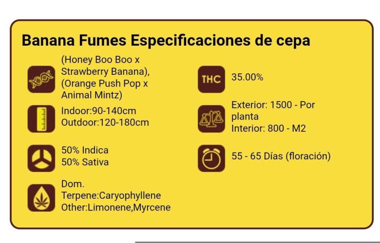 Banana Fumes. Week 0