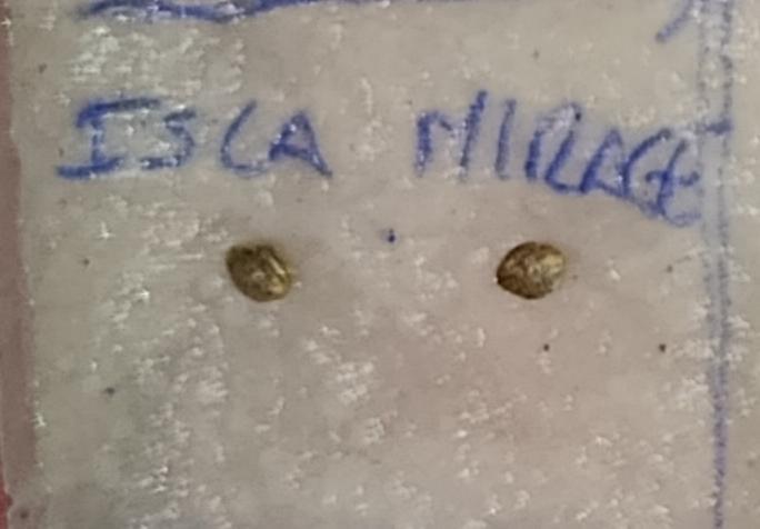 Isla Mirage Xpertnutrients. Week 0