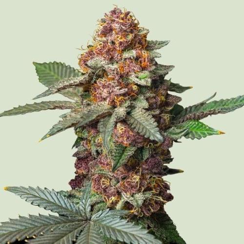 Isla Mirage Xpertnutrients. Week 0