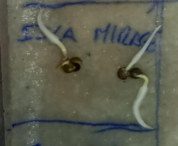 Isla Mirage Xpertnutrients. Week 0