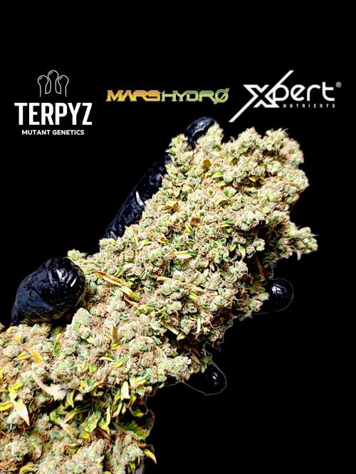 Mentha de Croco Fem Xpertnutrients. Week 17