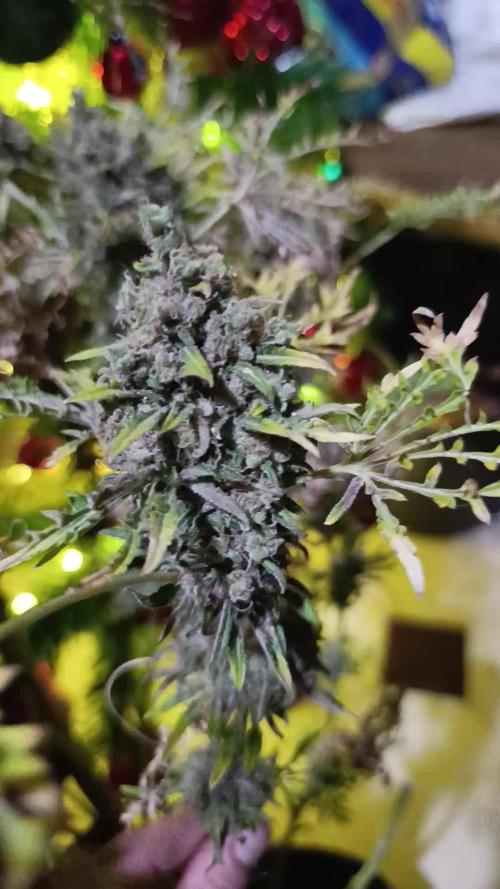 Mentha de Croco Fem Xpertnutrients