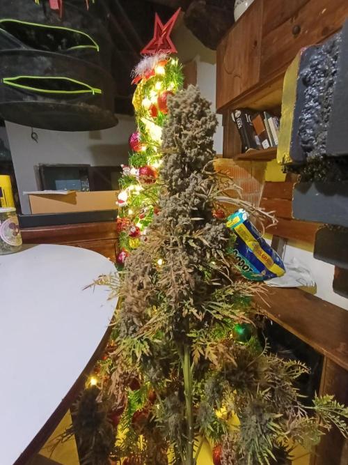 Mentha de Croco Fem Xpertnutrients. Week 17