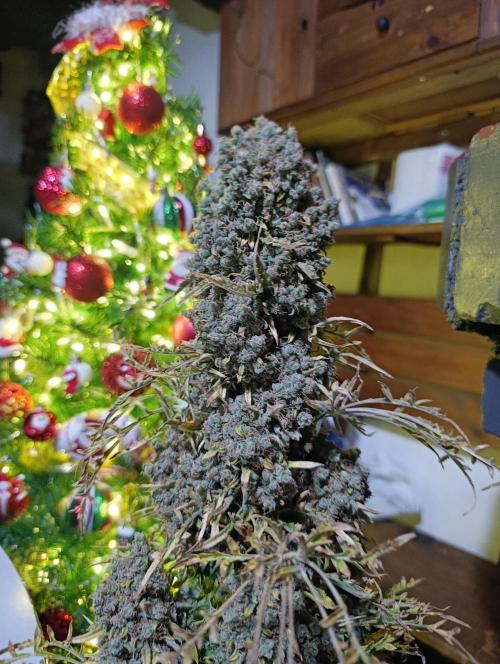 Mentha de Croco Fem Xpertnutrients. Week 17