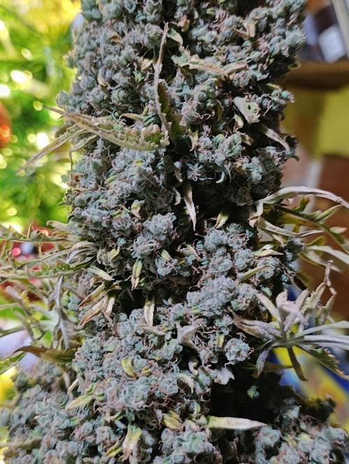 Mentha de Croco Fem Xpertnutrients. Week 17