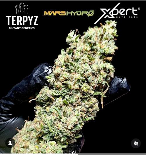 A5 Chaze x Marshydro. Week 17