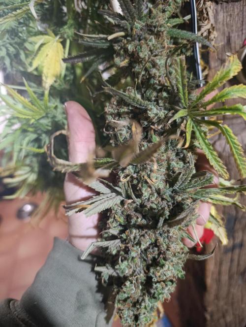 A5 Chaze x Marshydro. Week 17