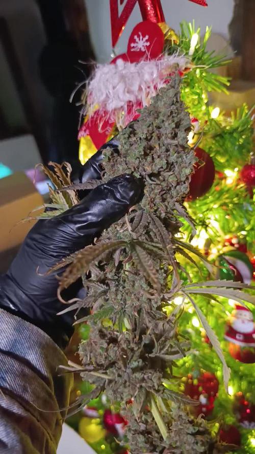 A5 Chaze x Marshydro