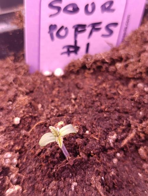 Sour Puffs Xpertnutrients. Week 0