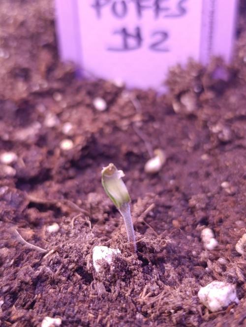 Sour Puffs Xpertnutrients. Week 0