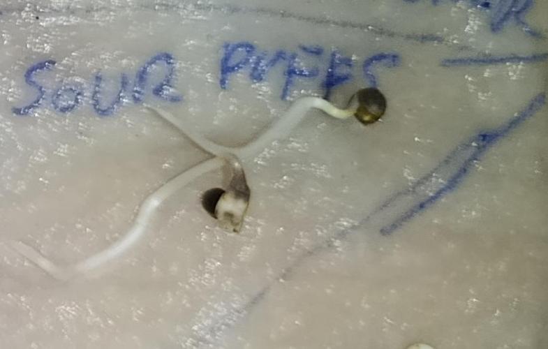 Sour Puffs Xpertnutrients. Week 0