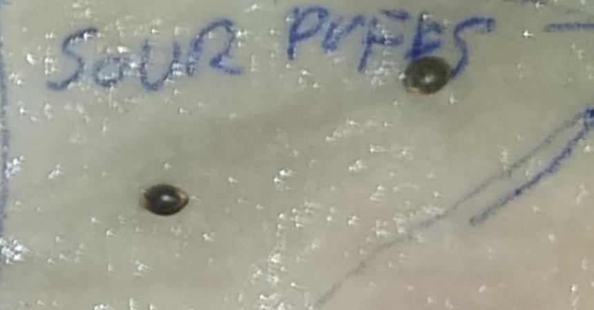 Sour Puffs Xpertnutrients. Week 0