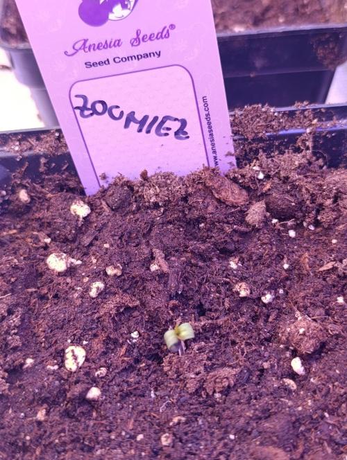 Zoomiez & Marshydro. Week 0