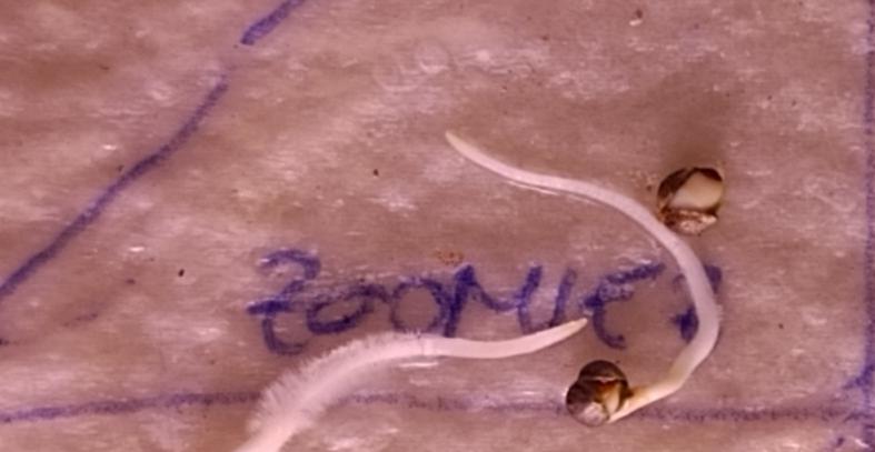 Zoomiez & Marshydro. Week 0