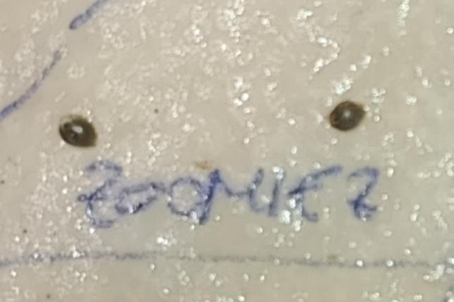 Zoomiez & Marshydro. Week 0