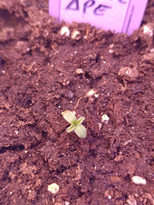 Grape Ape Marshydro. Week 0