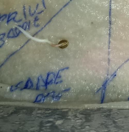 Grape Ape Marshydro. Week 0