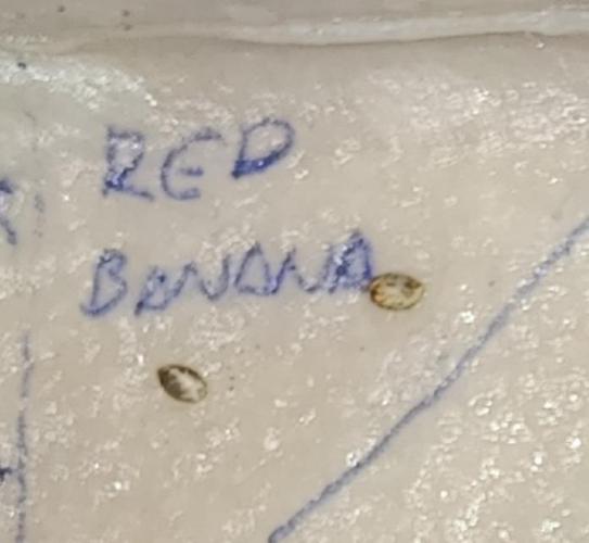 Red Banana Pudding II Marshydro. Week 0