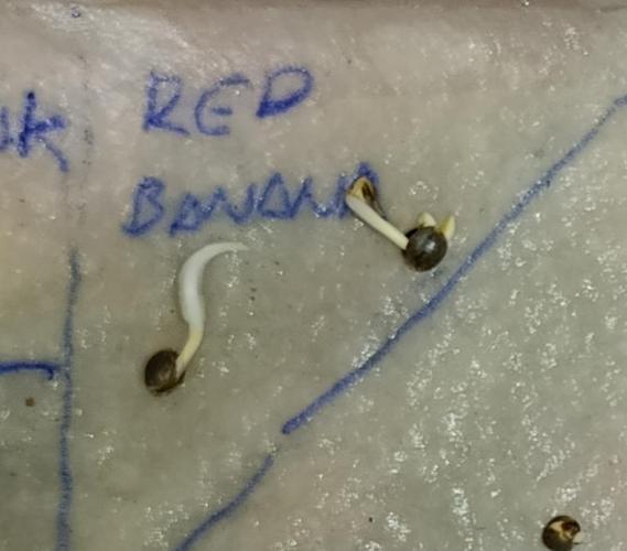 Red Banana Pudding II Marshydro. Week 0