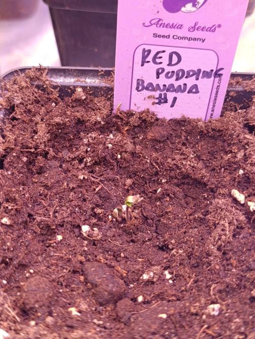 Red Banana Pudding II Marshydro. Week 0