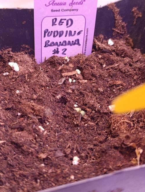 Red Banana Pudding II Marshydro. Week 0