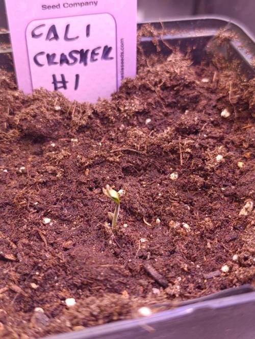 Cali Crasher Marshydro. Week 0