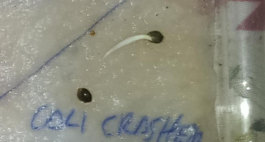 Cali Crasher Marshydro. Week 0