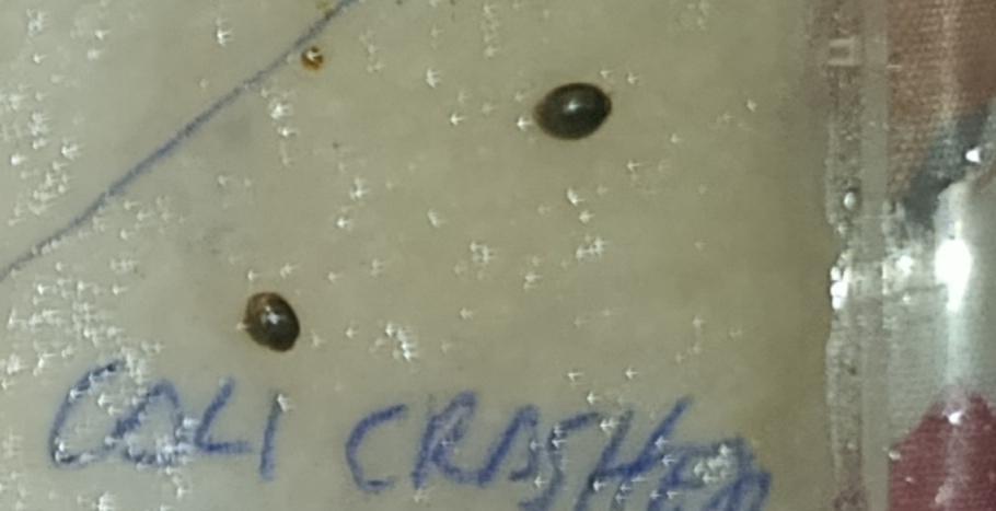 Cali Crasher Marshydro. Week 0