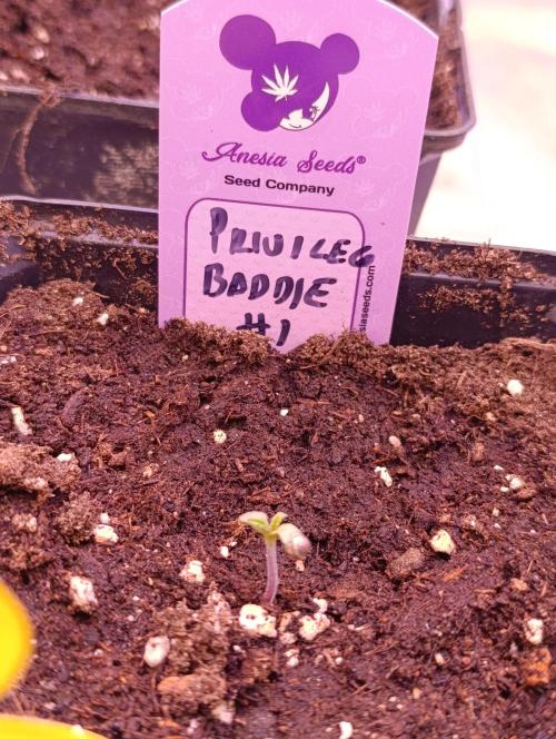 Privileged Baddie Xpertnutrients. Week 0