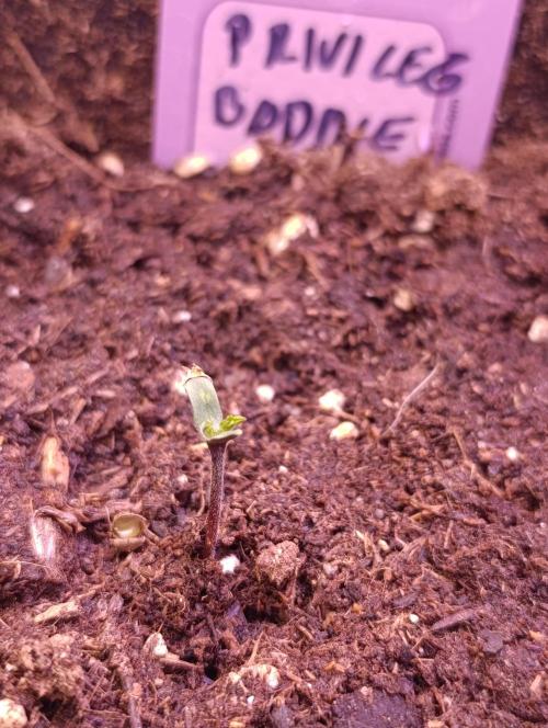 Privileged Baddie Xpertnutrients. Week 0