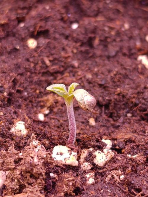 Privileged Baddie Xpertnutrients. Week 0