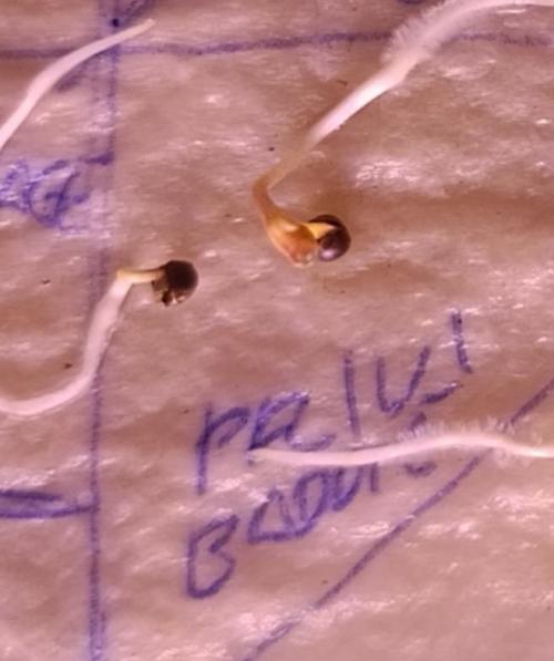 Privileged Baddie Xpertnutrients. Week 0