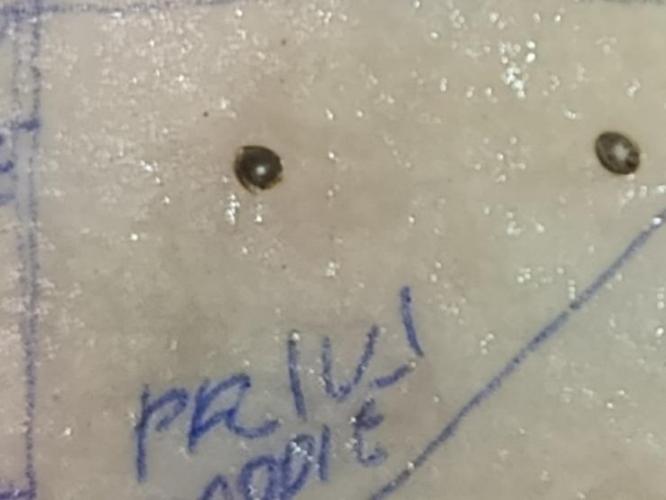 Privileged Baddie Xpertnutrients. Week 0