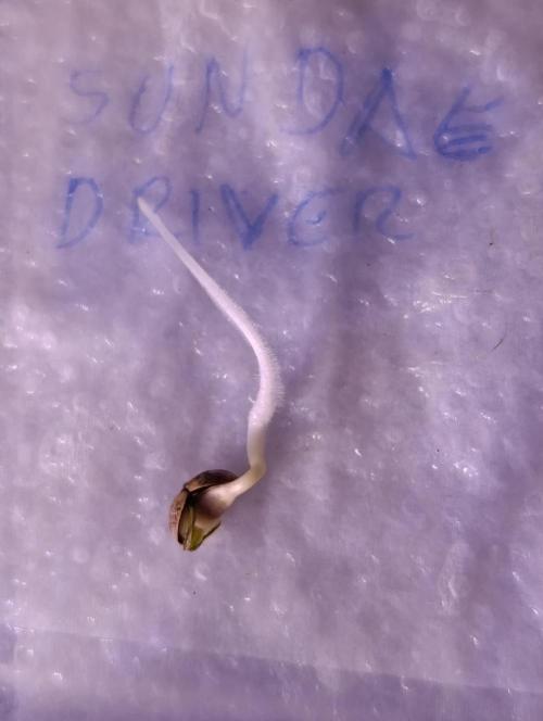 Sundae Driver Marshydro. Week 0