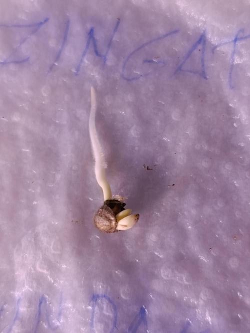 Zingatsu Xpertnutrients. Week 0